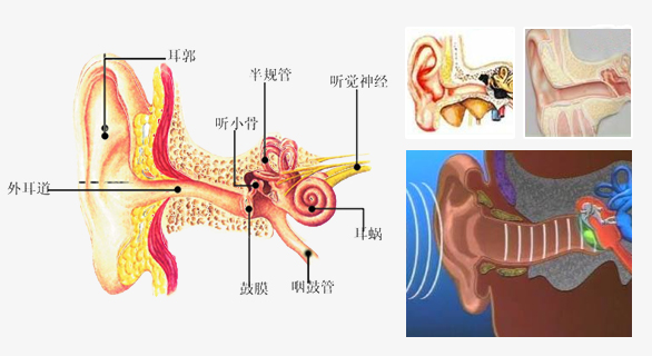 耳部结构解析图——耳鸣